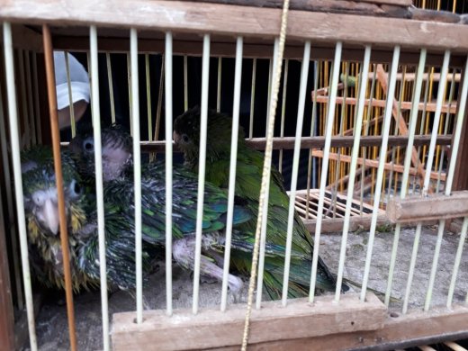 whatsapp-image-2019-05-25-at-17.49.10-520x390 Quase 200 aves silvestres são apreendidas e cinco pessoas são presas em Campina Grande