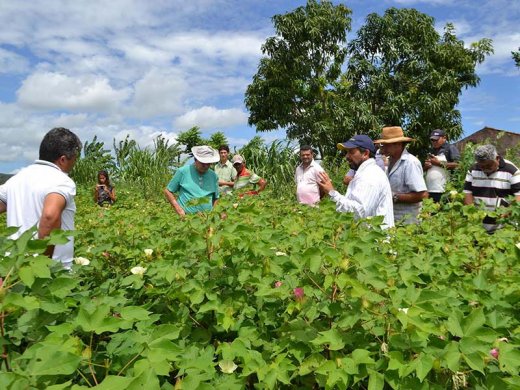 algodao1-520x390 Representantes do BM visitam o Cariri para supervisionar  implantação do ‘Paraíba Rural Sustentável’