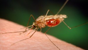 malaria Malária: 12º caso é registrado na Paraíba
