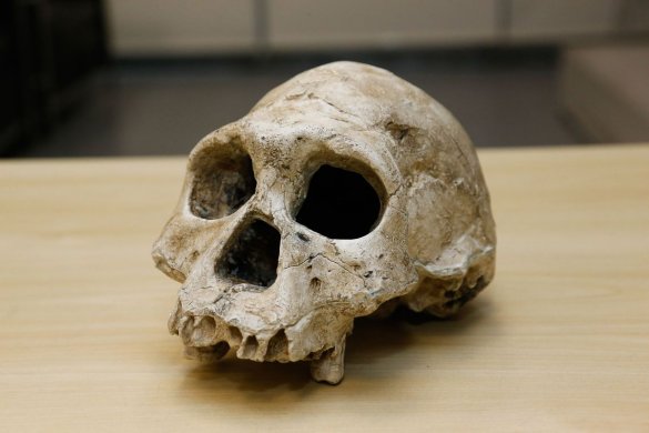 cranio-585x390 Descoberta de brasileiros pode mudar história da humanidade