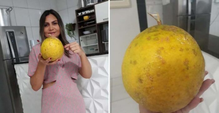 limão-700x363 GIGANTES DA ROÇA: Limão de até 2 kg é colhido no Sertão