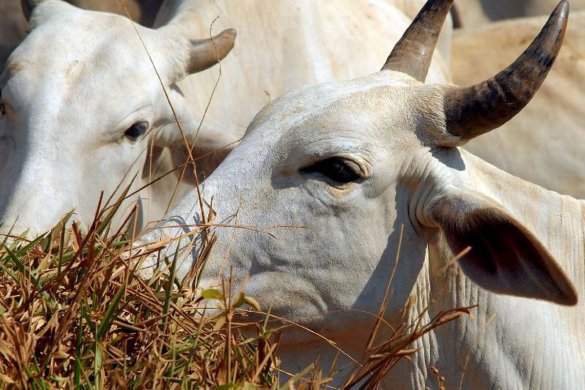 gado-585x390 IBGE: cresce abate de bovinos, suínos e frangos