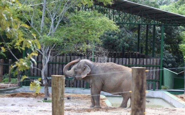15-07-14-recinto_da_efelanta_foto_alessandro-potter003-623x390 Pré-acordo é firmado para transferir elefanta Lady de João Pessoa para santuário no Mato Grosso