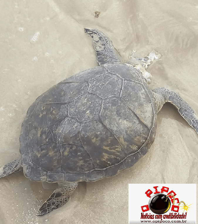 TARTA-01 EXCLUSIVO: Tartaruga marinha é encontrada morta na areia da praia do Bessa em João Pessoa