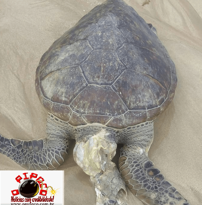 TARTA-02 EXCLUSIVO: Tartaruga marinha é encontrada morta na areia da praia do Bessa em João Pessoa