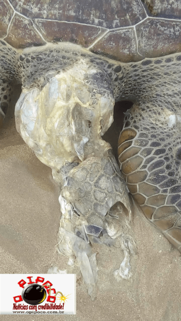 tartaruga-04-366x650 EXCLUSIVO: Tartaruga marinha é encontrada morta na areia da praia do Bessa em João Pessoa