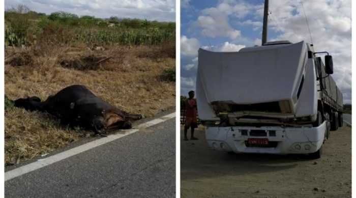 carreta-colisão-com-animal-700x389 Carreta colide contra animal na BR-110 em Monteiro