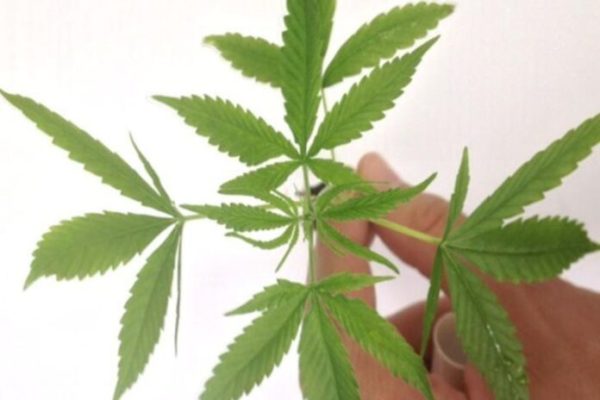 canabis-planta-1-600x400 Anvisa autoriza fabricação e venda de medicamentos à base de Cannabis