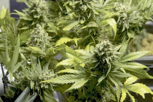 canabis-planta-600x400 Entidade autorizada a plantar cannabis deve abrir unidade em CG