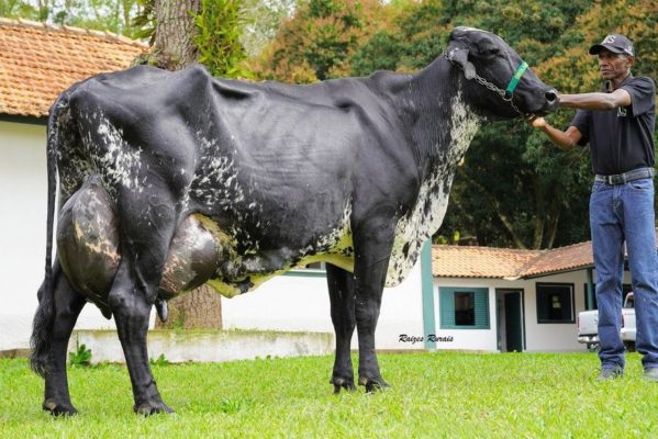 marilia_fiv_teatro_de_naylo_foto_raizes_rurais-599x400 Vaca brasileira entra no livro dos recordes por produzir 127 kg de leite em um único dia