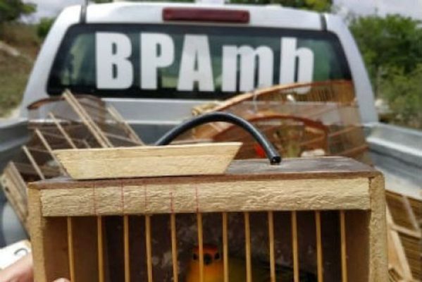 passarinho1-599x400 Gaiolas e aves silvestres são apreendidas pela Polícia Ambiental em Queimadas