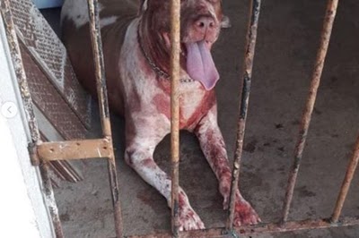 pitbull-litoral-sul-01 Cachorro escapa de tiros, pega ladrão e impede assalto na Paraíba
