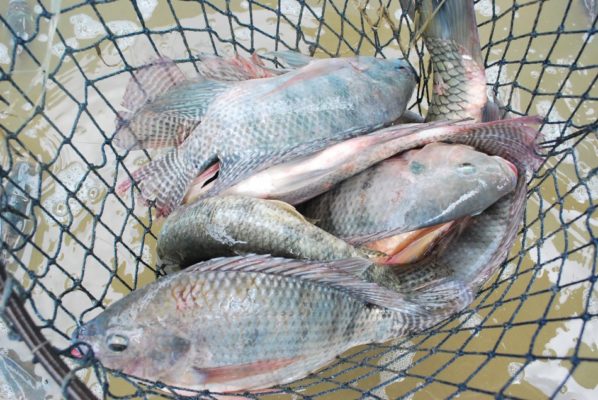 PEIXES-598x400 Famup pede que Prefeituras paraibanas não distribuam peixes na Semana Santa