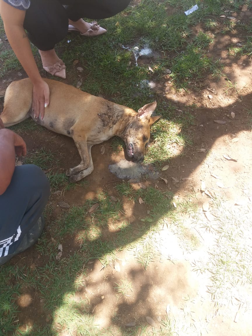 IMG-20200825-WA0202 População denuncia mortes de animais em Monteiro por suposto envenenamento