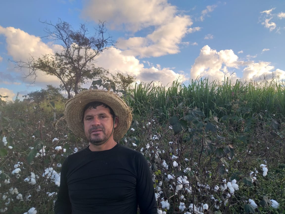 LU-Monteiro Monteiro entra pra fase da colheita do algodão agroecológico