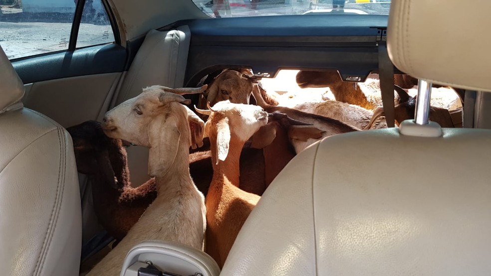 CABRAS Trio é preso suspeito de maus-tratos a 11 cabras transportadas em um carro, na PB