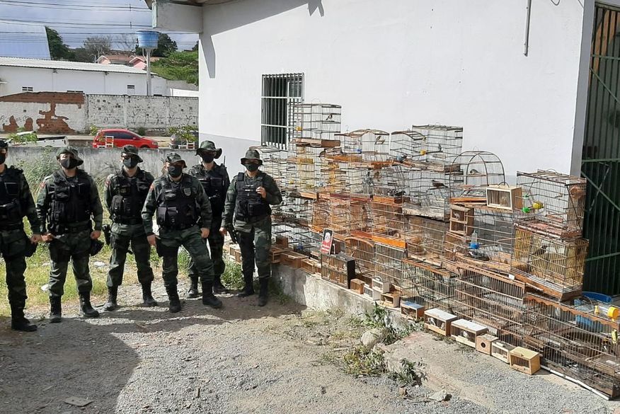 AVES Polícia apreende mais de 100 aves silvestres que seriam comercializadas ilegalmente na Feira da Prata, em Campina Grande