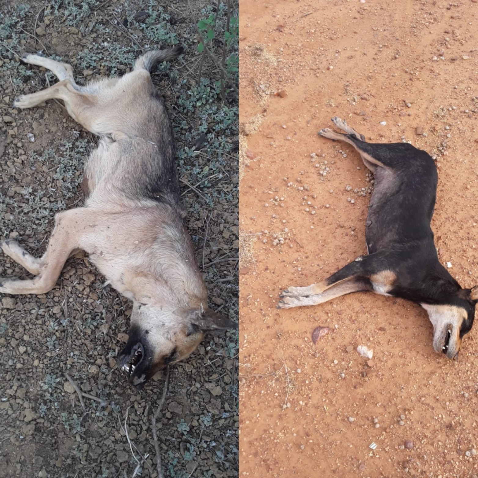 IMG_20201129_195214 Cães são encontrados mortos após serem envenenados na zona rural de Monteiro