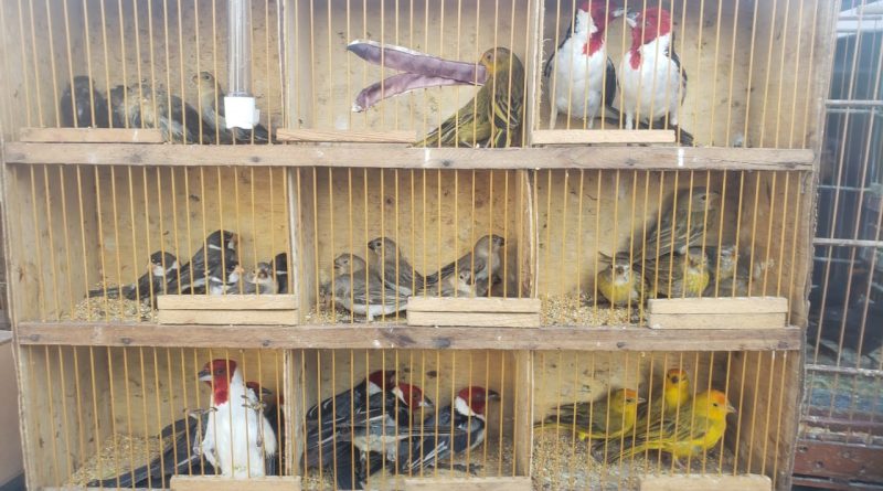aves-silvestres Operação Voo Livre apreende mais de 70 aves silvestres na PB