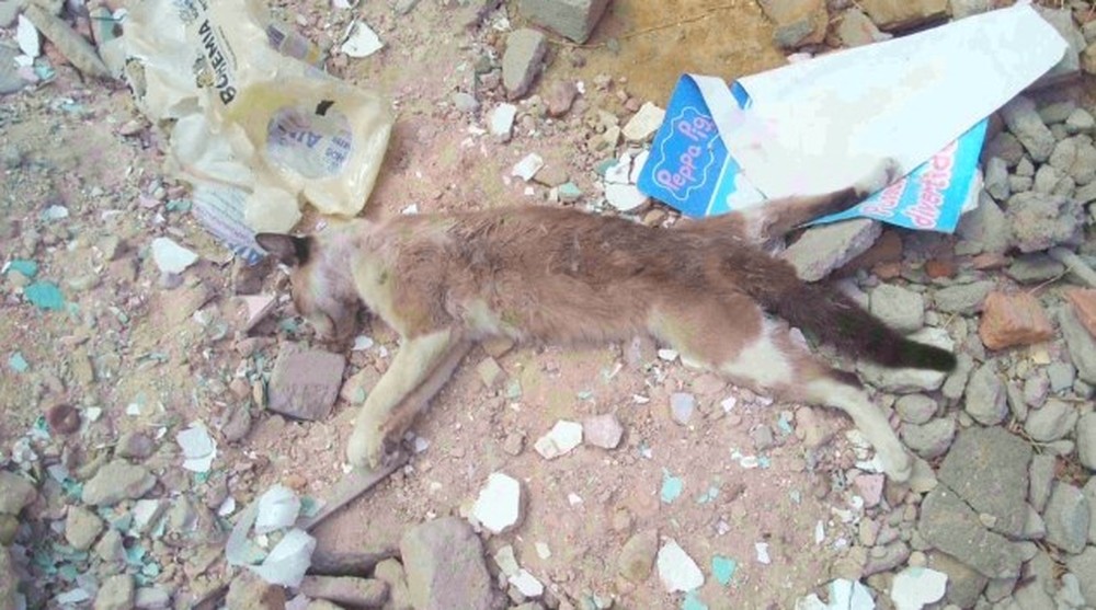 gato-envenenado Moradores denunciam envenenamento de gatos no bairro da Vila Popular em Monteiro