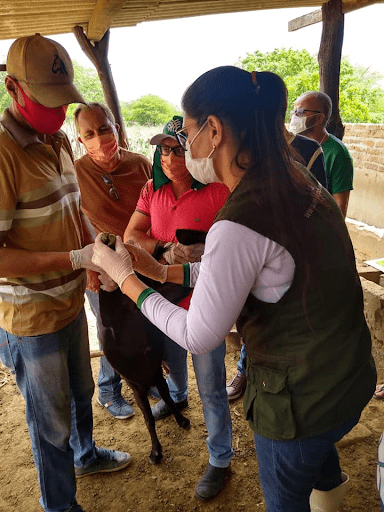 image-1 Prefeitura de São João do Tigre oferece capacitação aos criadores locais sobre Manejo Sanitário e Controle Reprodutivo
