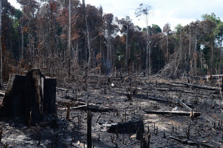 desmatamento-amazonia Governo prevê R$ 115 mi a mais para fiscalização ambiental e emprego da Força Nacional na Amazônia
