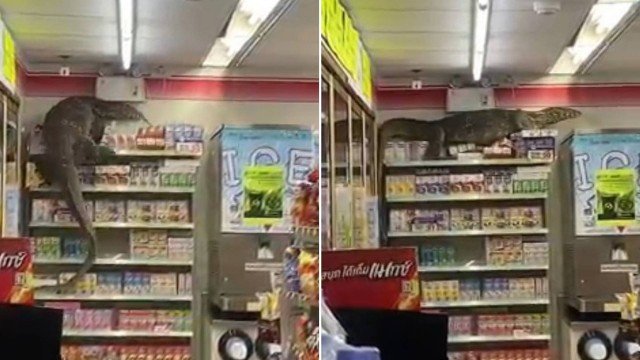 dragao-de-komodo Dragão-de-komodo invade supermercado e escala prateleiras