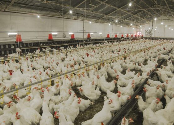 gripe-aviaria-em-humano-910x657-1-554x400 China tem primeiro caso no mundo de gripe aviária H10N3 em humanos
