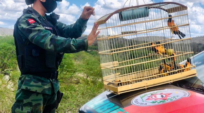 policia-ambiental Polícia Militar terá pontos de entrega voluntária de animais silvestres esta semana na Paraíba