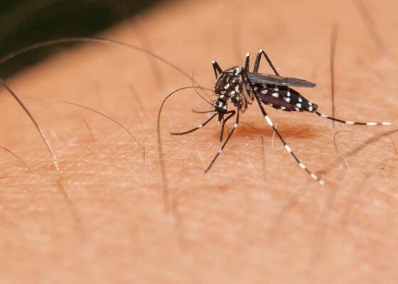 article-560x400 Boletim epidemiológico revela aumento significativo no número de casos da dengue, chikungunya e zika