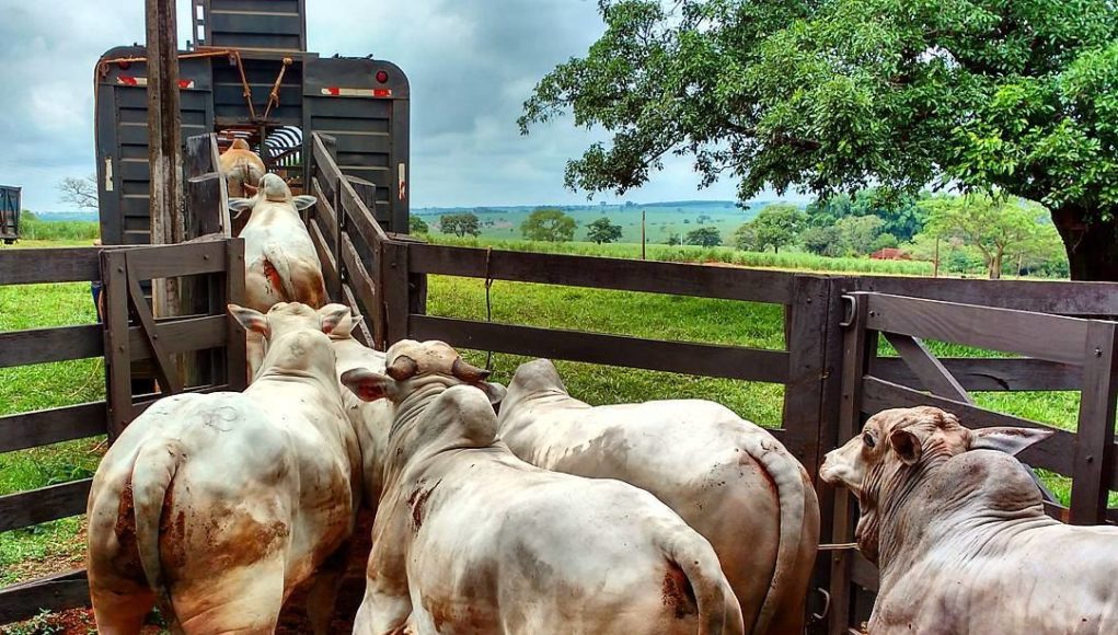 embarque-de-gado-nelore-1021x580-1 Exclusivo: Bandidos roubam 18 cabeças de gado em Monteiro