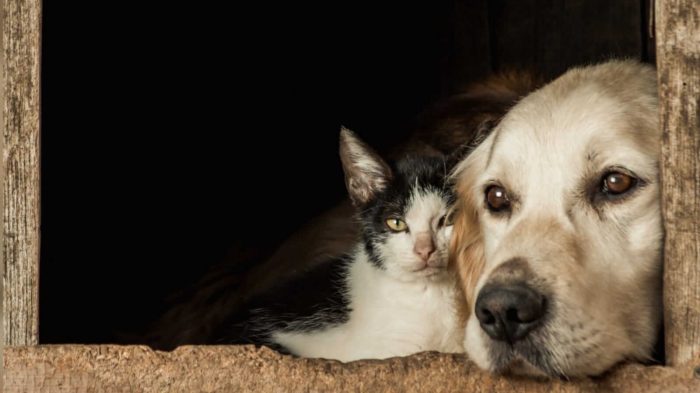 Projeto-que-proibe-eutanasia-de-caes-e-gatos-de-rua-saudaveis-e-aprovado-pela-Camara-700x393 Bolsonaro sanciona lei que proíbe eutanásia de cães e gatos de rua