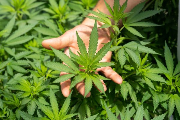 cannabis-unsplash-600x400 Luxemburgo se torna o primeiro país europeu a liberar plantio e consumo doméstico de maconha