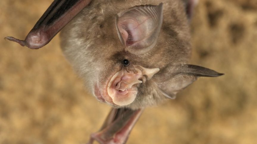 morcegos Estudo encontra vírus semelhantes ao da Covid e sugere origem natural da doença