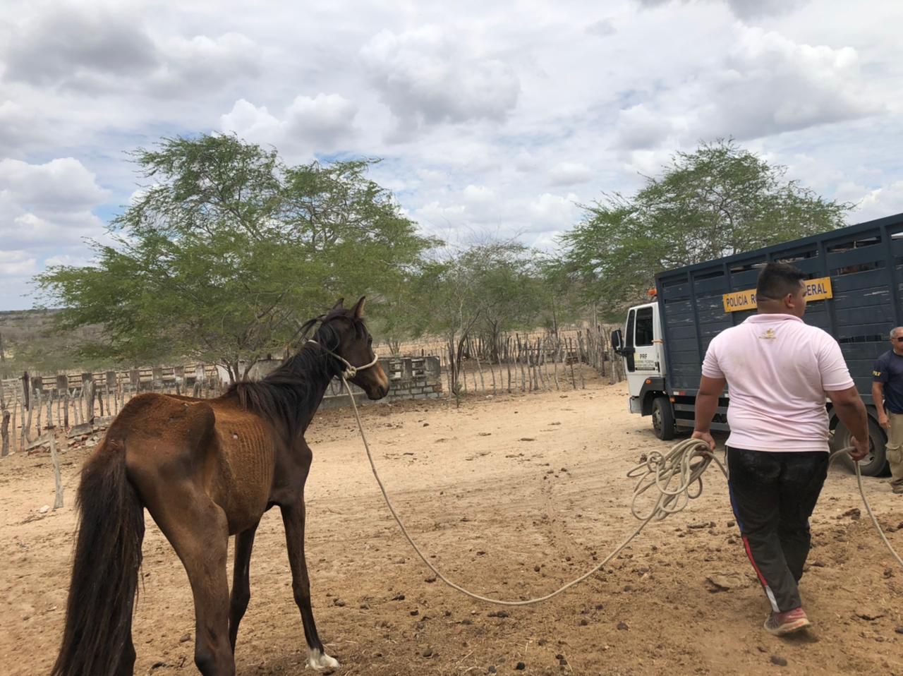 CAVALO-MAGO Homem é detido e multado em R$ 20 mil por maus-tratos a cavalos no Cariri