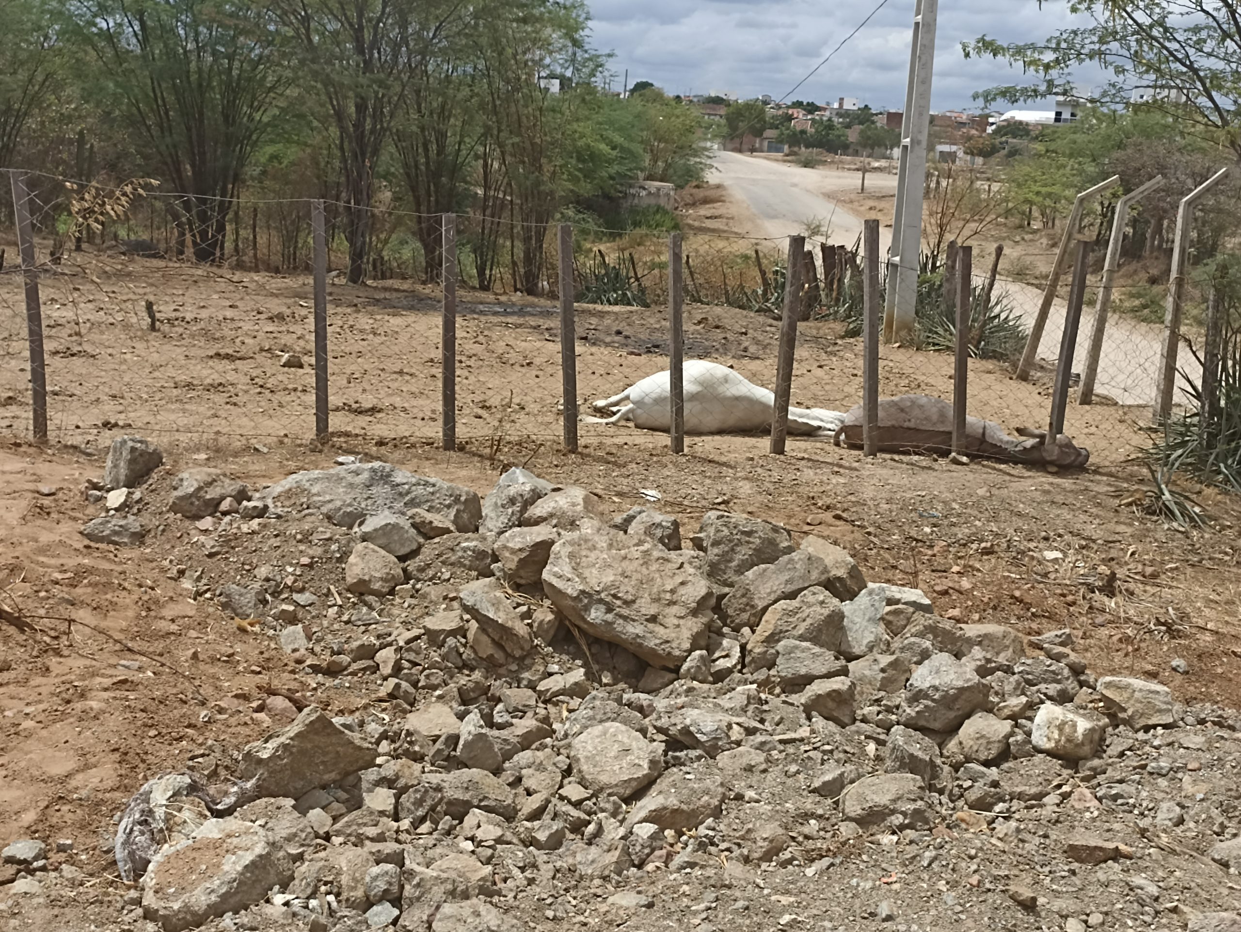 IMG_20211204_101829-scaled Em Monteiro: Animais morrem eletrocutados na Fazenda Embrapa