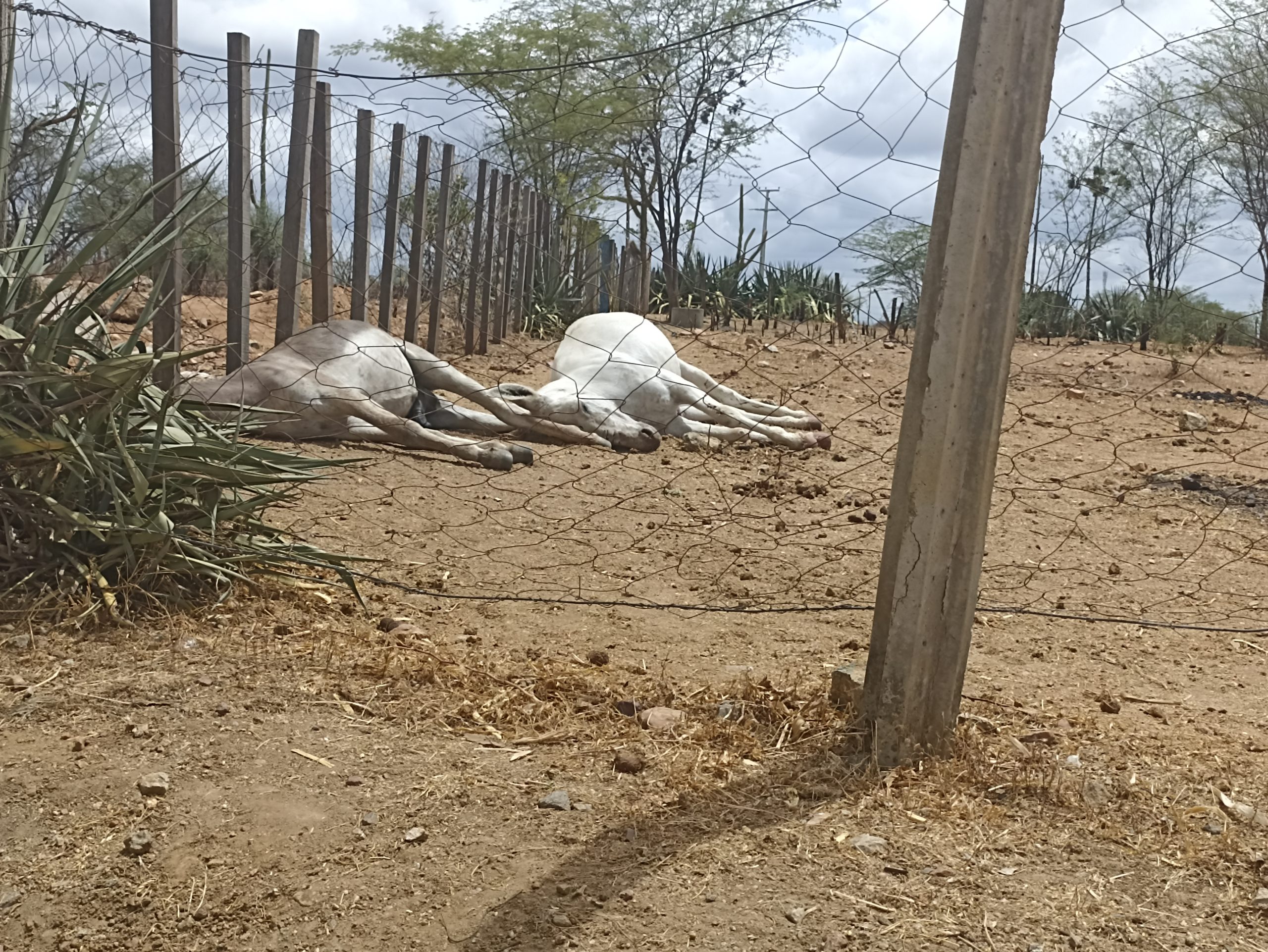 IMG_20211204_101910-scaled Em Monteiro: Animais morrem eletrocutados na Fazenda Embrapa