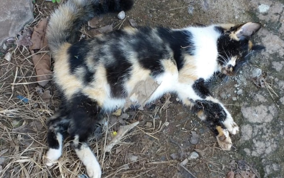 gato-morto-2-1 Polícia investiga morte de 17 gatos por envenenamento, em escola da Paraíba