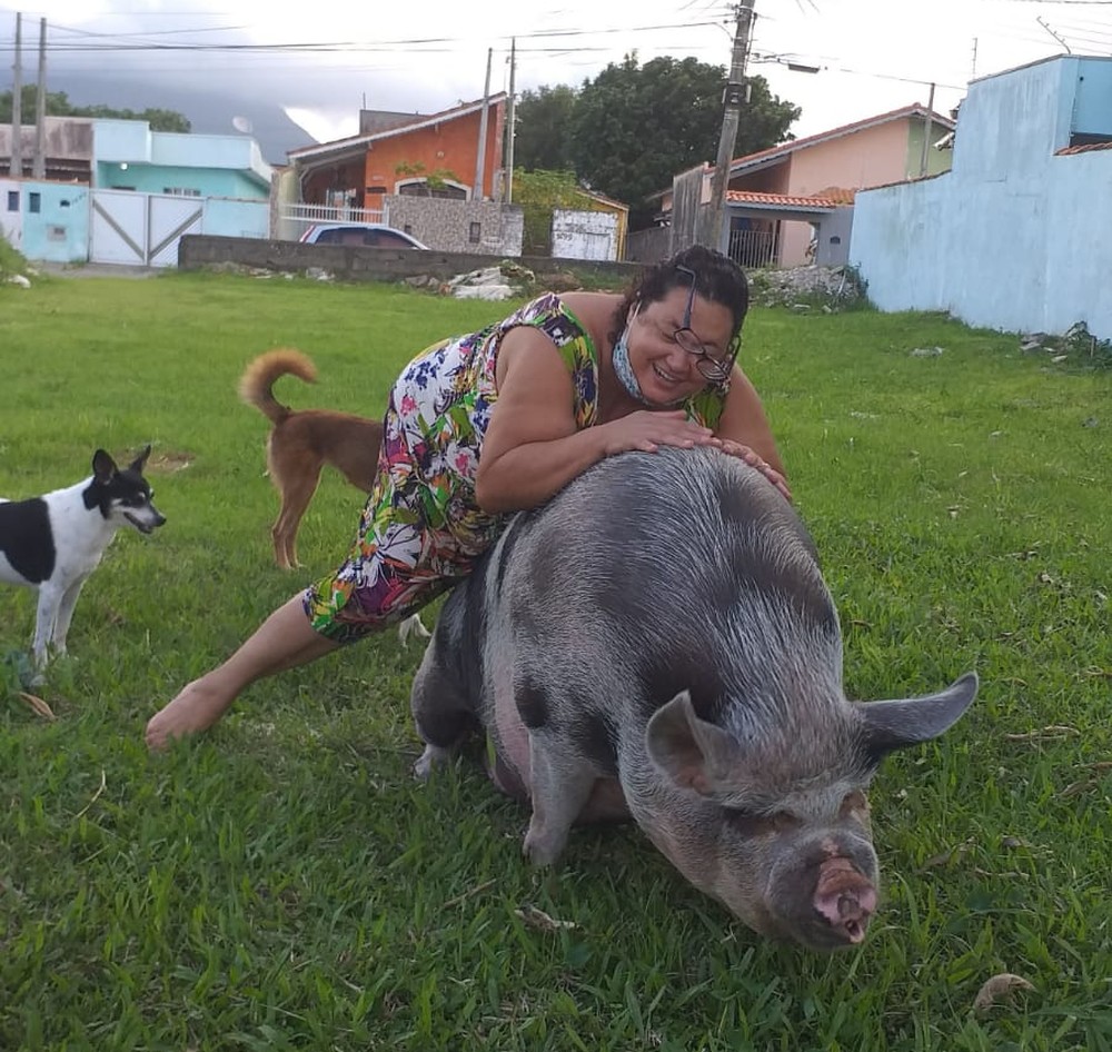 lilica-3 Mulher é enganada ao comprar mini porco em SP e animal vira 'princesa' com 250 kg: 'Querem comer ela'
