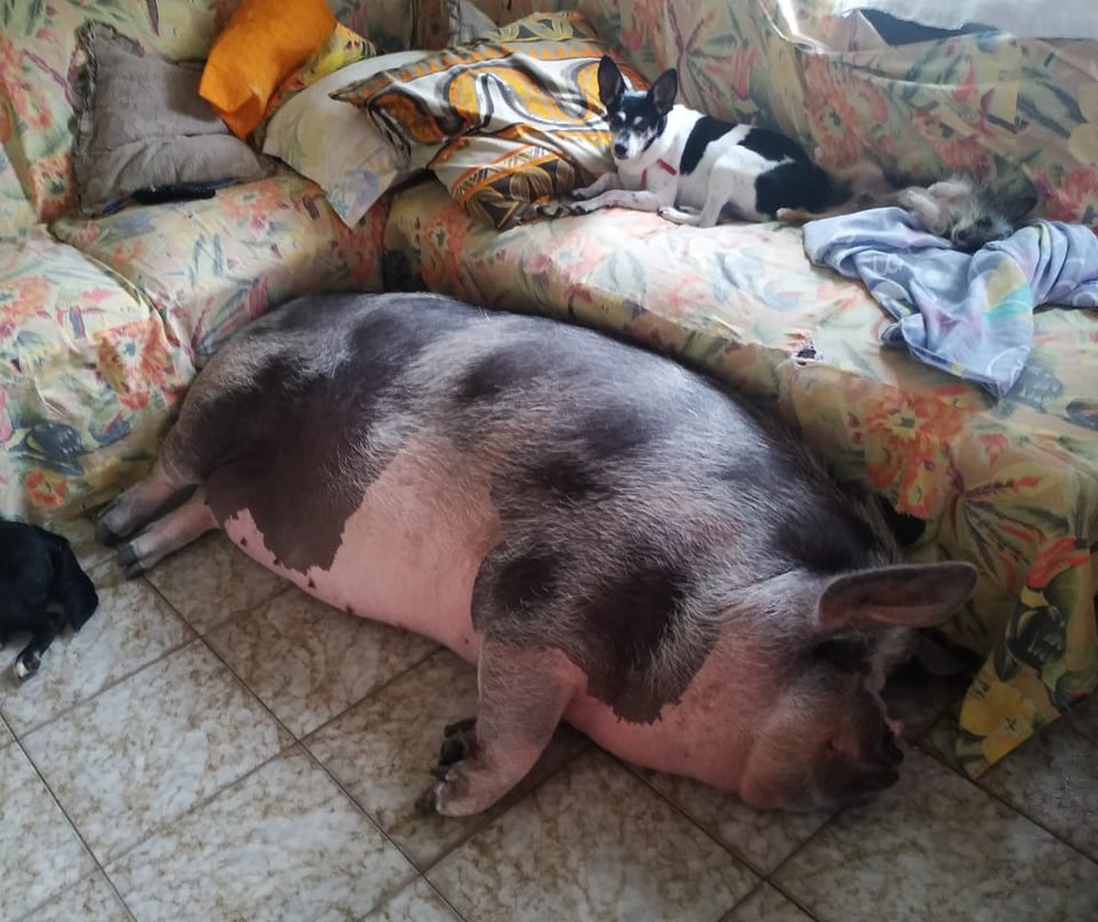 lilica Mulher é enganada ao comprar mini porco em SP e animal vira 'princesa' com 250 kg: 'Querem comer ela'