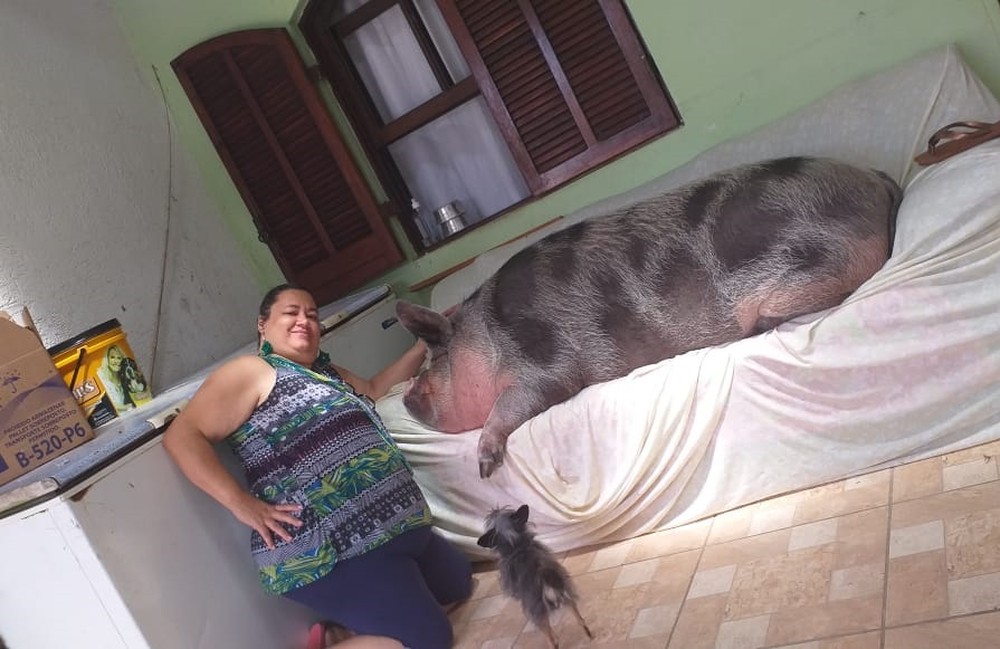 porca-gigante2 Mulher é enganada ao comprar mini porco em SP e animal vira 'princesa' com 250 kg: 'Querem comer ela'