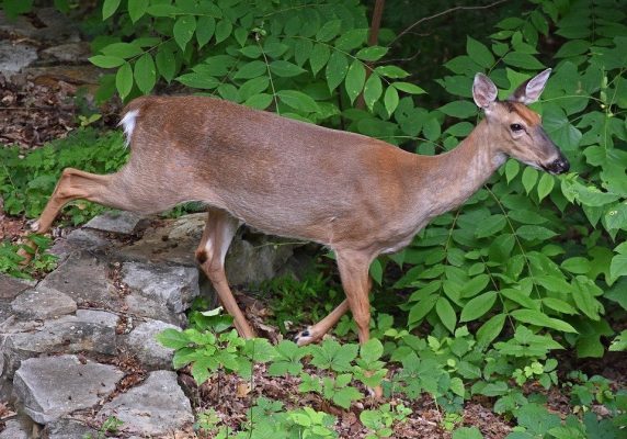 walking-deer-2838818_960_720-572x400 Vírus da Covid é detectado em veado que vive nos EUA e na Amazônia
