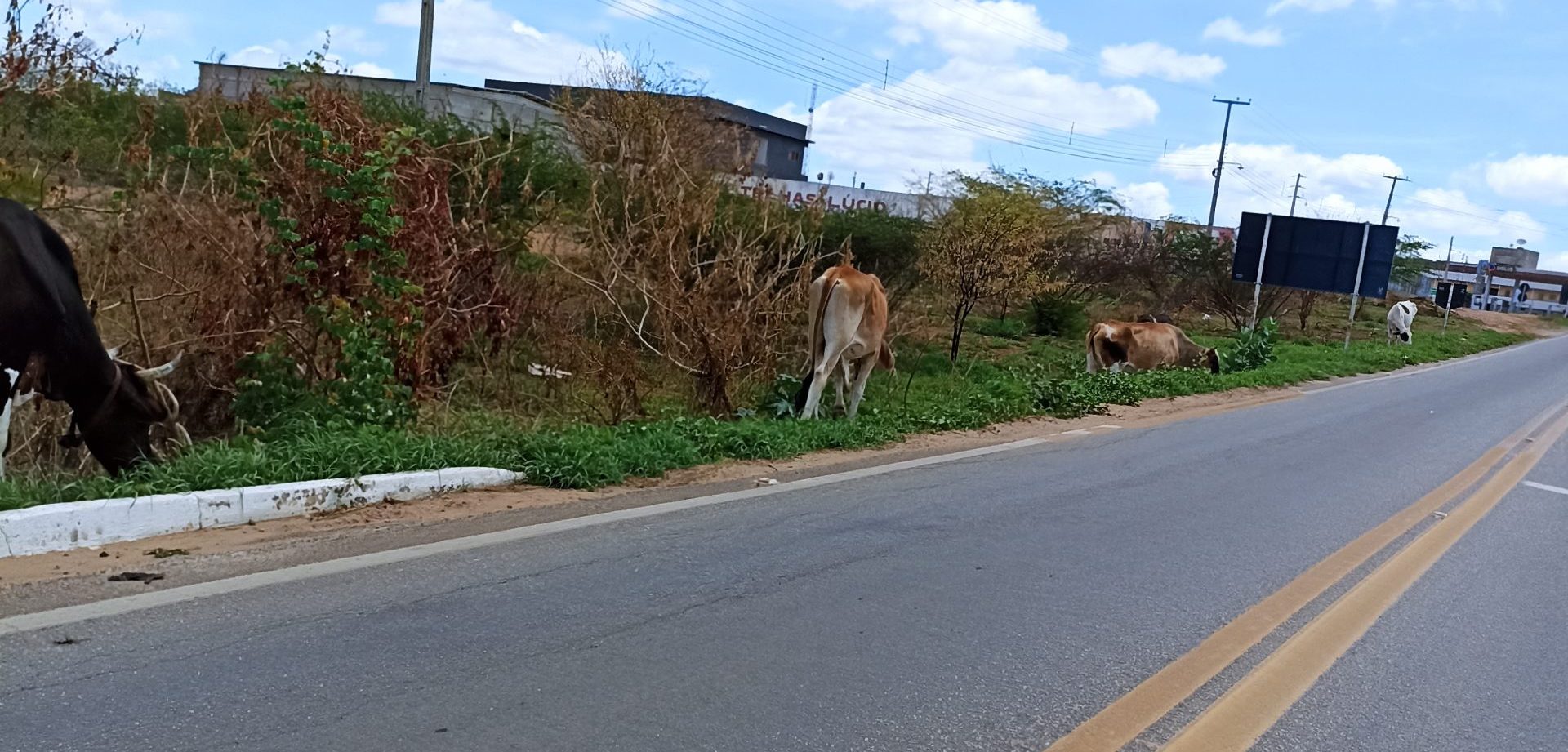 IMG_20220106_102406-scaled-e1641479632344 População pede intervenção de autoridades para acabar com acidentes envolvendo animais, vitimando pessoas em Monteiro