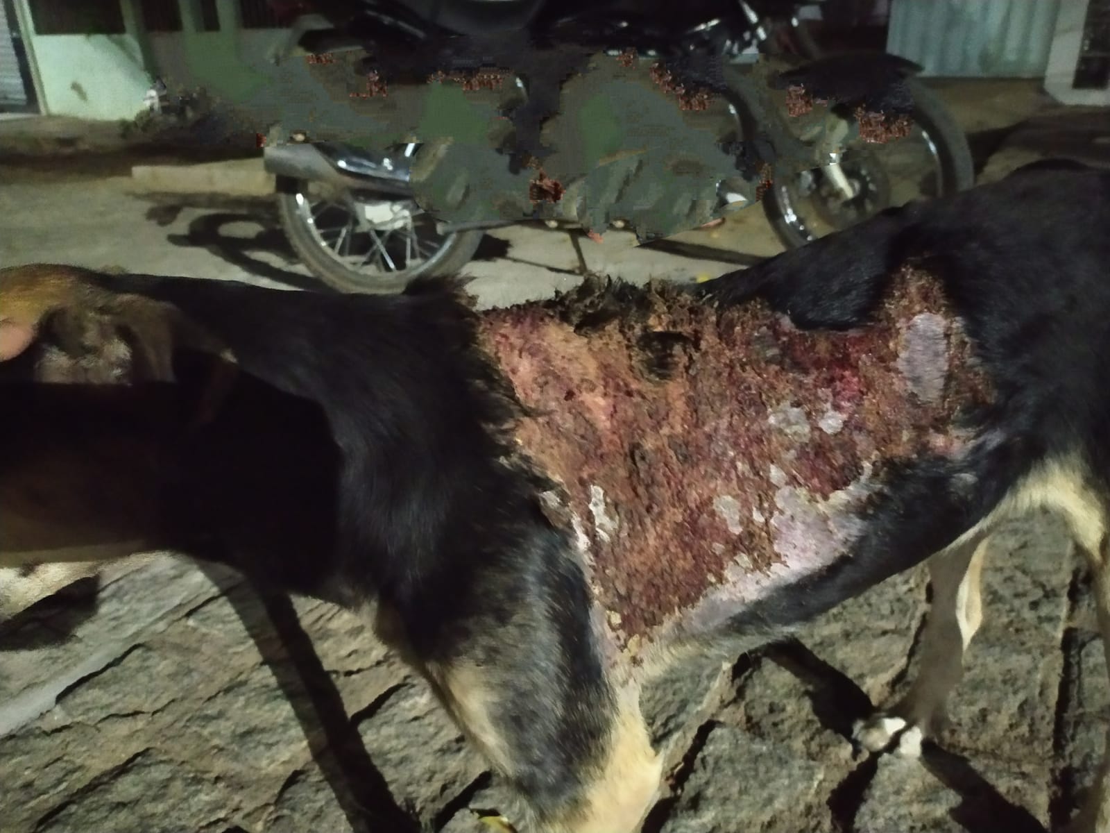 WhatsApp-Image-2022-02-10-at-21.50.51 Crueldade: cachorro tem pele queimada por ácido em Monteiro