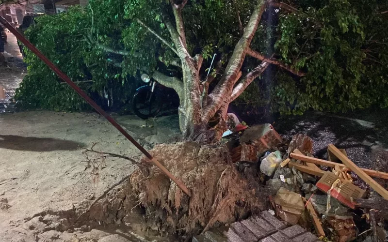 AROVRES-800x500-1 Fortes chuvas causam alagamentos e queda de árvores em Campina Grande