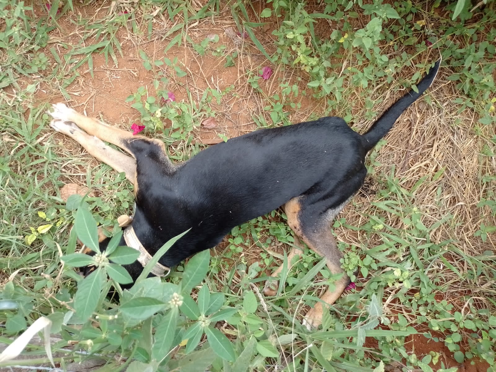 IMG-20220507-WA0125 População denuncia envenenamento de cães na zona rural de Monteiro