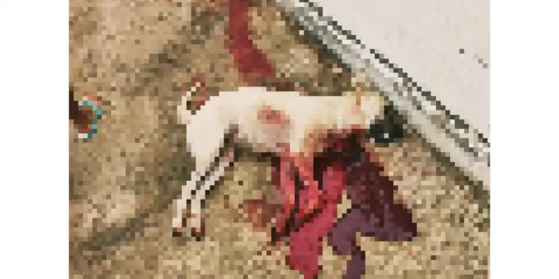 WhatsApp-Image-2022-05-28-at-08.32.37 Cachorros encontrados sem vida em Monteiro, podem ter sido mortos com facada e pauladas
