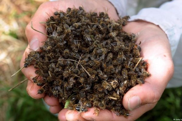 abelhas_mortas-599x400 Erro de companhia aérea mata 5 milhões de abelhas nos EUA