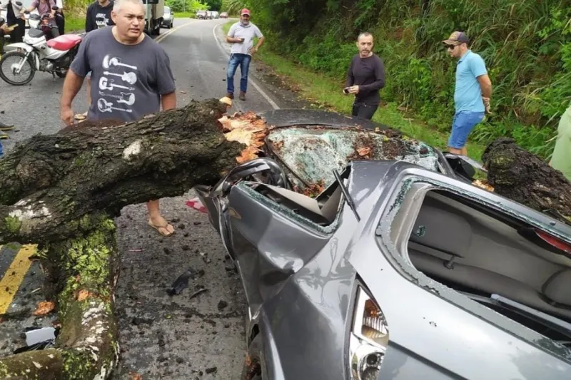 borborema Motorista morre após árvore cair sobre carro na Paraíba