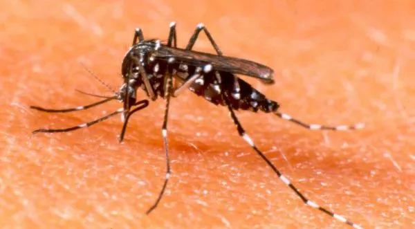 dengue Saúde de São João do Tigre reforça importância da prevenção contra o mosquito Aedes Aegypti